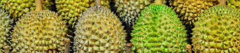 king of durian